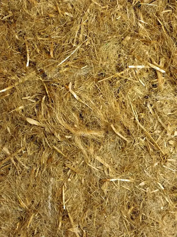 Gros plan macro sur la fibre d'herbe : grain, longueur des brins et couleur reelle (dore/paille)