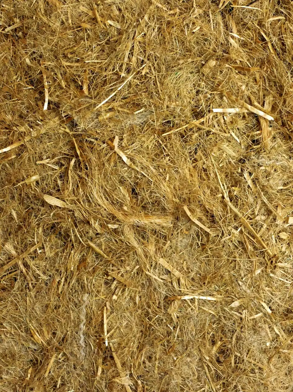 Gros plan macro sur la fibre d'herbe : grain, longueur des brins et couleur reelle (dore/paille)